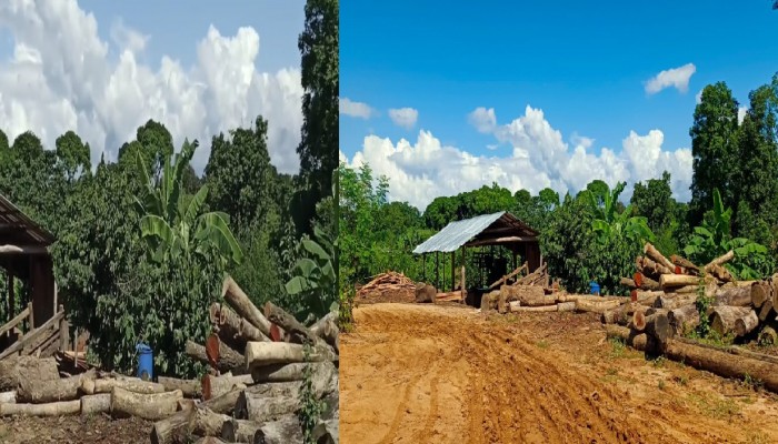 লংগদুতে অবৈধ করাত কলের দৌরাত্ম্য: বনজ সম্পদ বিলীন, চরম পরিবেশ বিপর্যয়ের আশঙ্কা।