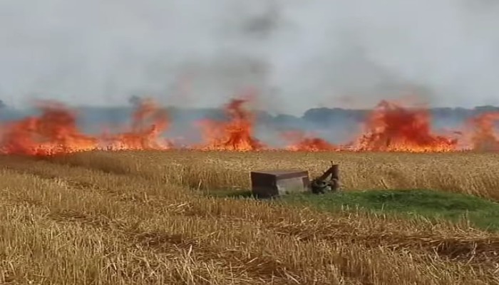 মেহেরপুরে গমের নাড়া পোড়াতে গিয়ে ১০০ বিঘা গম পুড়ে ছাই