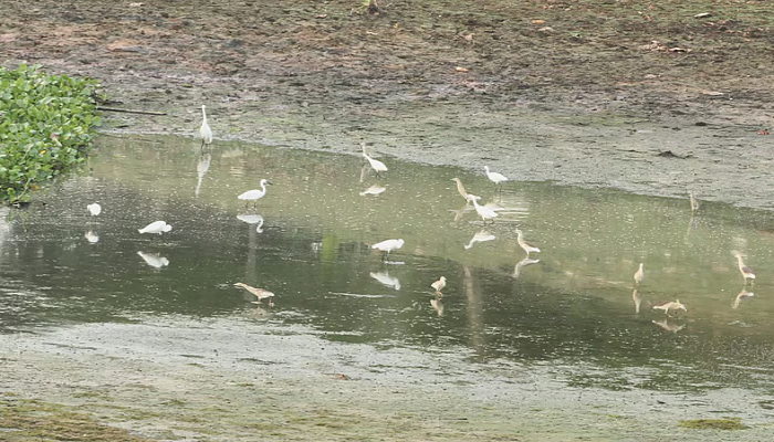 বাংলাদেশ কাপ্তাইয়ে সাদা বকের মাছ ধরা