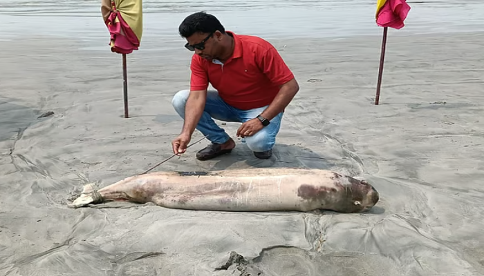 কুয়াকাটা সমুদ্রসৈকতে এবার ভেসে এল মৃত ডলফিন