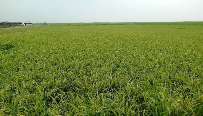 ​ডিজেলের অভাবে সেচ ব্যাহত, ধানে চিটা হওয়ার আশঙ্কা