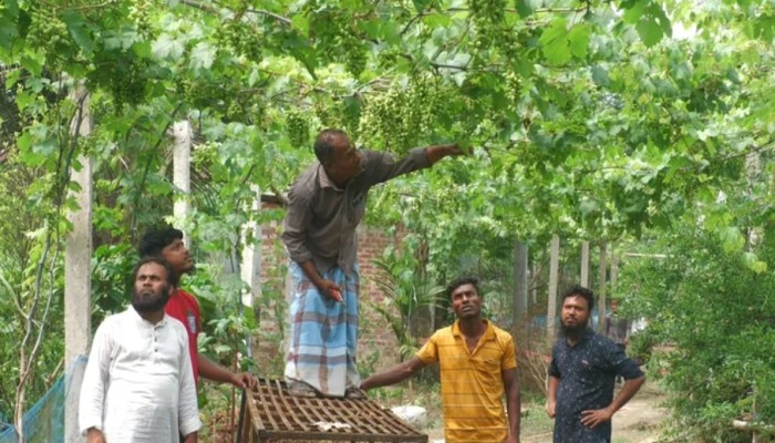 ঠাকুরগাঁওয়ে কৃষকের হাত ধরে আঙুরে বদলে যাচ্ছে গ্রাম, বিক্রির আশা ১০০ মণ