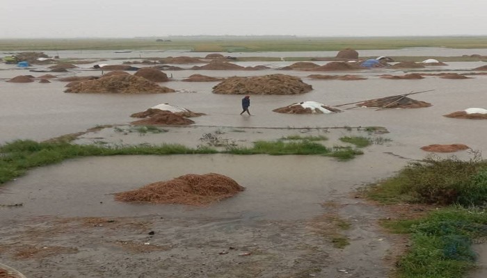 বানিয়াচংয়ে ধান কাটার শ্রমিক সংকট, বৃষ্টিতে ১৪ শত ৫০ হেক্টর জমি প্লাবিত