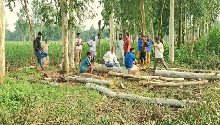 ঠাকুরগাঁওয়ে বিএনপি নেতার বিরুদ্ধে সরকারি গাছ বিক্রির অভিযোগ