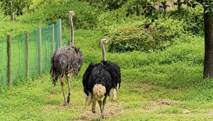 ​১৩৪ কোটি টাকার উটপাখি গবেষণা প্রকল্পে আনা ২২টির মধ্যে ১৫টি জবাই