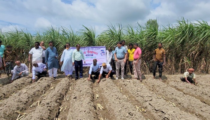 ঠাকুরগাঁওয়ে ২০২৬-২৭ মৌসুমের আখ রোপণ কার্যক্রম শুরু